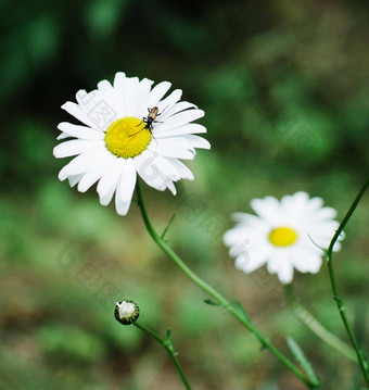 爱沙尼亚<strong>花图片</strong>