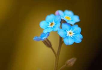 爱沙尼亚<strong>花图片</strong>