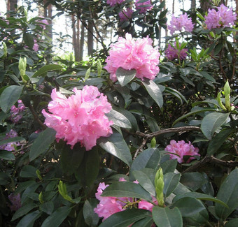 爱沙尼亚花图片