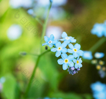 爱沙尼亚花图片