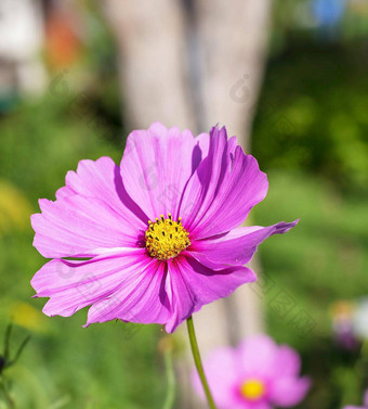 爱沙尼亚<strong>花图片</strong>