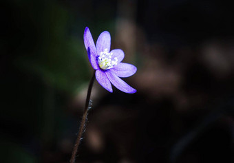 厄瓜多尔花图片