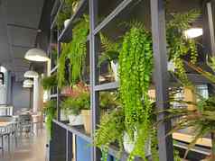 常绿植物咖啡馆