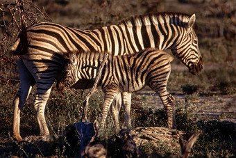 斑马埃托沙国家公园纳米比亚非洲