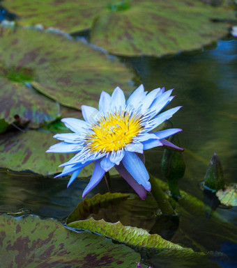 白俄罗斯<strong>花图片</strong>