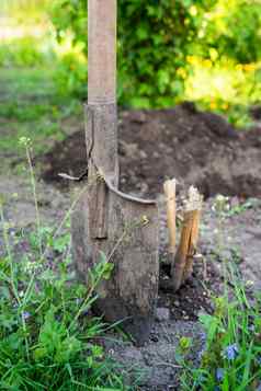 铲站地面种植树挖掘洞男人。种植树概念生态环境保护