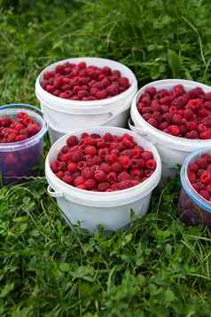 收获树莓桶树莓草新鲜的健康的浆果