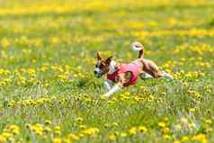 巴辛吉狗运行红色的夹克追逐场竞争夏天
