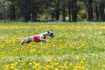 鞭子短跑运动员运行红色的夹克追逐场竞争夏天