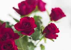 温柔的花束玫瑰花礼物美丽的花