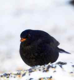 饿了黑鸟饿了黑鸟冬季雪冷天气