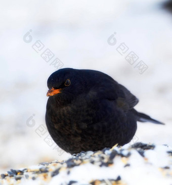 饿了黑鸟饿了黑鸟冬季雪冷天气