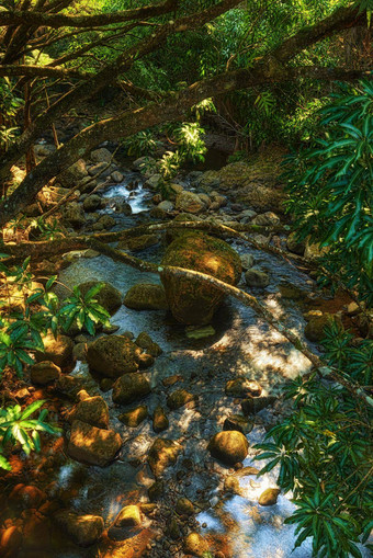 小瀑布河流丛林树河流小瀑布热带雨林夏威夷美国