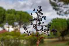 分支机构成熟的水果野生黑色的樱桃李属serotinum