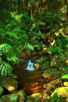 小瀑布河流丛林树河流小瀑布热带雨林夏威夷美国