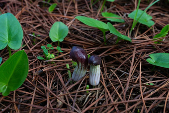 candilito阿利萨鲁姆simorrhinum野生植物失焦背景