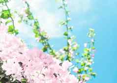柔和的粉红色的盛开的花蓝色的天空梦想花园花背景