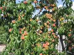 成熟的桃子树绿色叶子太阳夏天水果收获花园