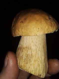 可食用的蘑菇收集森林秋天