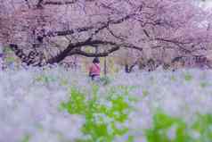 樱花行樱花福塔日本多摩川