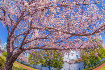 城市完整的布鲁姆城市横滨minato,