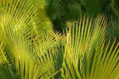 绿色棕榈叶子基斯下午太阳摘要热带背景