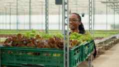 肖像非洲美国温室工人推架板条箱类型生菜