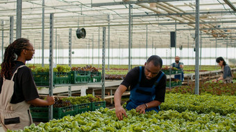 非洲美国农场选择器收集新鲜的绿色生菜加载箱拇指手手势