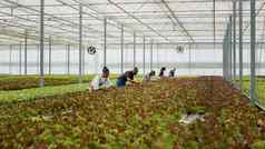 多样化的人工作温室收集生菜质量控制删除损坏的植物