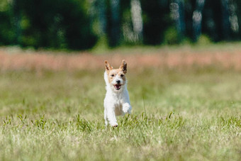 狗运行绿色场追逐吸引完整的速度追逐竞争