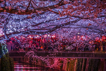 nakameguro目黑河晚上樱花