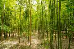 竹子森林树春天绿色颜色背景