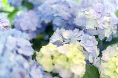 新鲜的绣球花光白色蓝色的花模糊背景