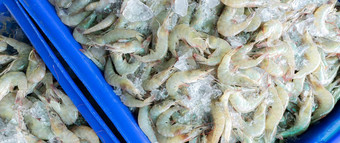 新鲜的白色虾压碎冰出售市场生虾烹饪海鲜餐厅海食物行业贝类动物虾市场未煮过的虾虾冻食物工厂