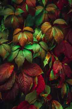 色彩斑斓的自然背景秋天叶子自然背景混合颜色
