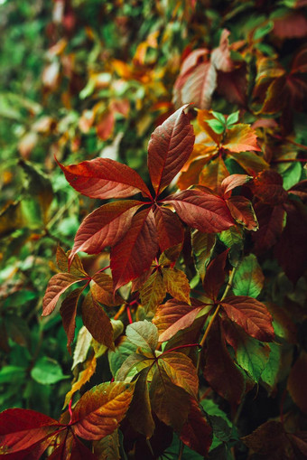 色彩斑斓的自然背景秋天叶子自然背景混合颜色
