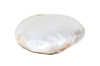 图像贝壳蛤珍珠白色背景<strong>海底动物</strong>海贝壳