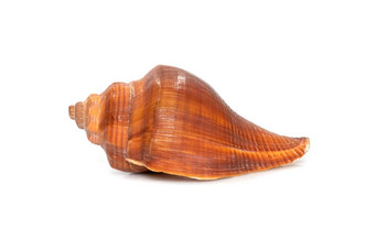 图像普吉利纳耳蜗螺旋melongena白色背景红色的海蜗牛<strong>海底动物</strong>海贝壳