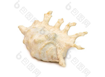 图像兰比斯天蝎座海壳牌常见的蝎子海螺蝎子蜘蛛海螺物种大海蜗牛海洋腹足类动物软体动物家庭鞘翅目真正的海螺白色背景海底动物