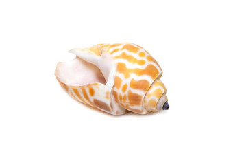 图像巴比伦震撼常见的螺旋巴比伦物种海蜗牛海洋腹足类动物软体动物家庭巴比伦科孤立的白色背景海蜗牛海底动物海贝壳