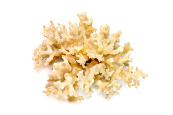 图像死白色珊瑚多维数据集白色背景海底动物