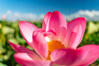 粉红色的<strong>莲花</strong>花摇摆风背景绿色叶子<strong>莲花</strong>场湖自然环境