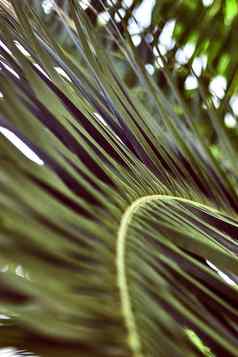 关闭棕榈叶子摘要条纹自然绿色背景