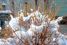 白色雪干布什阳光明媚的冬天一天