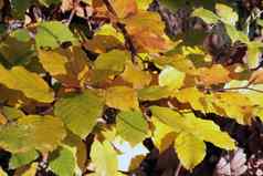 软光瀑布黄色的叶子树秋天森林