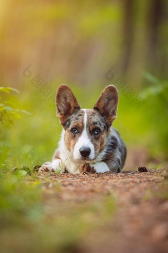 快乐威尔士矮脚狗狗小狗铺设地面森林肖像美丽的纯种蓝色的默尔开襟羊毛衫威尔士威尔士矮脚狗小狗