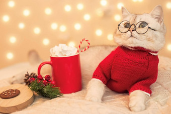 可爱的白色猫红色的毛衣谎言白色针织毯子
