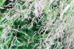 毛茸茸的草圆锥花序绿色背景生态背景