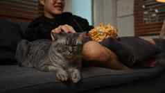 可爱的猫坐着沙发上男人。看电影晚上娱乐休闲活动概念