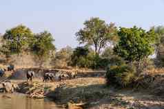令人惊异的关闭巨大的大象集团穿越水域非洲河
